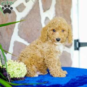 Kevin, Miniature Poodle Puppy