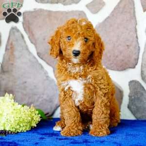 Kip, Miniature Poodle Puppy