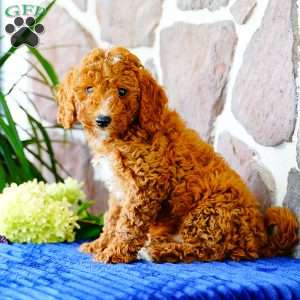 Kip, Miniature Poodle Puppy