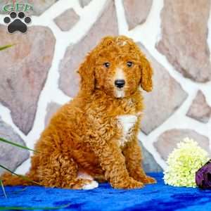 Kip, Miniature Poodle Puppy