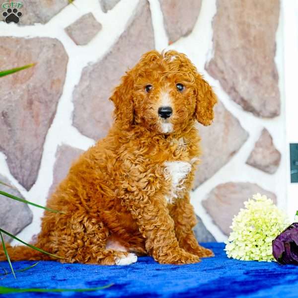 Kip, Miniature Poodle Puppy
