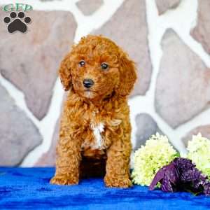 Kayla, Miniature Poodle Puppy