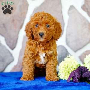 Kayla, Miniature Poodle Puppy