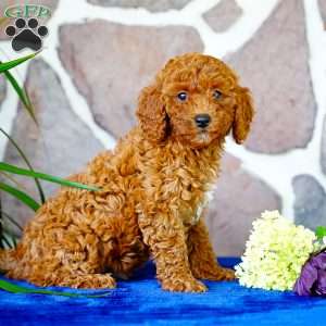 Kayla, Miniature Poodle Puppy