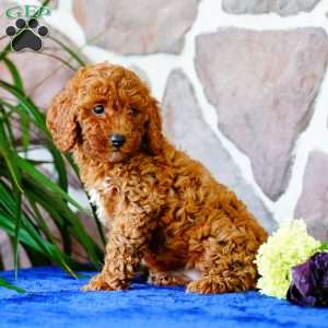 Kayla, Miniature Poodle Puppy