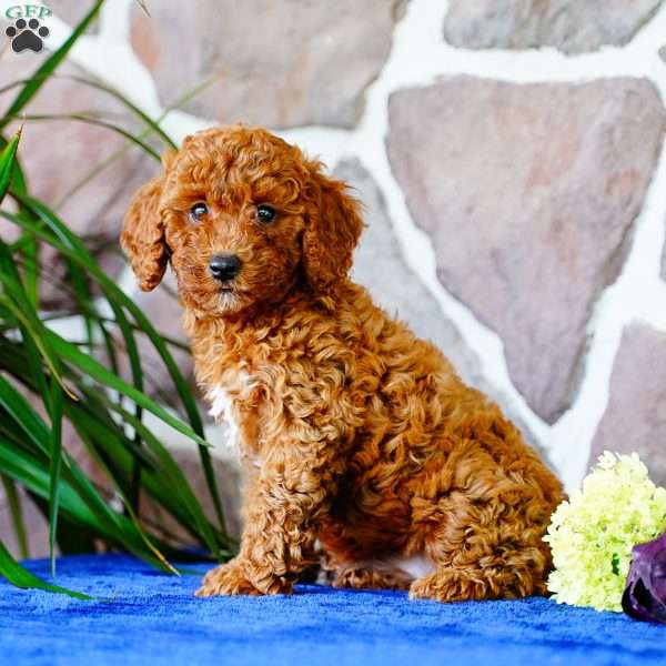 Kayla, Miniature Poodle Puppy