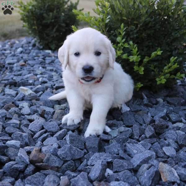 SKIP, English Cream Golden Retriever Puppy