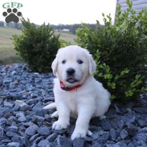SKIP, English Cream Golden Retriever Puppy