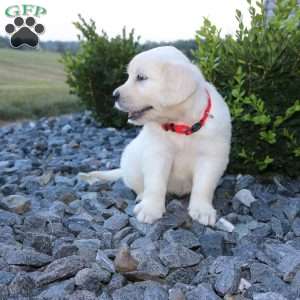 SKIP, English Cream Golden Retriever Puppy
