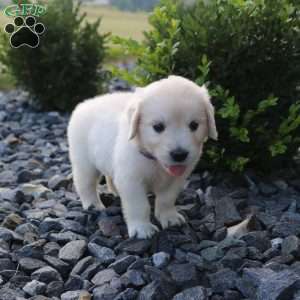 SKYE, English Cream Golden Retriever Puppy