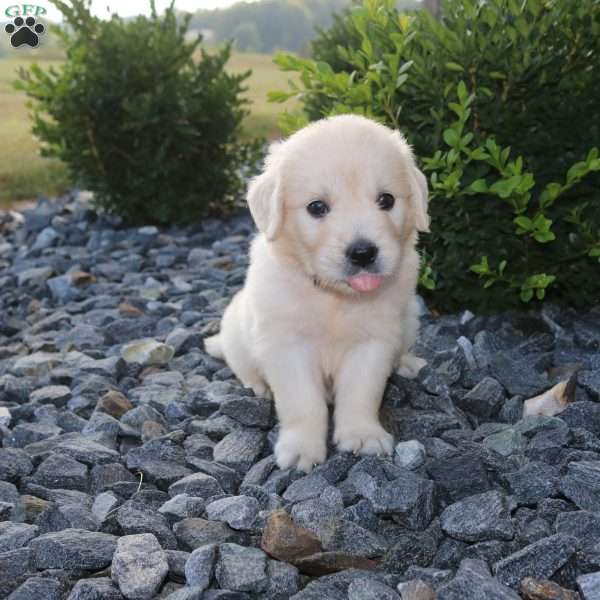SKYE, English Cream Golden Retriever Puppy