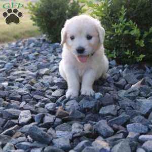 SKYE, English Cream Golden Retriever Puppy