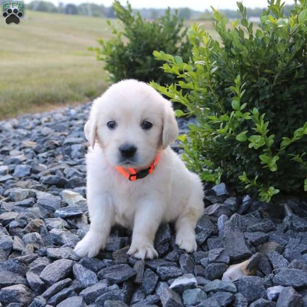 SOPHIE, English Cream Golden Retriever Puppy