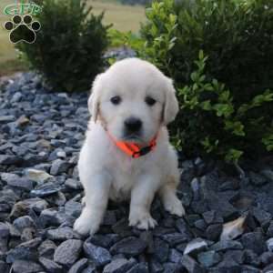 SOPHIE, English Cream Golden Retriever Puppy