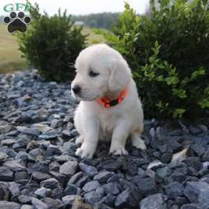 SOPHIE, English Cream Golden Retriever Puppy