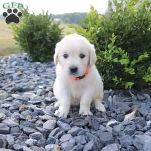 SOPHIE, English Cream Golden Retriever Puppy