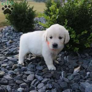 SOPHIE, English Cream Golden Retriever Puppy