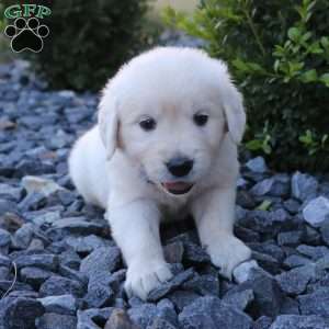 SPIKE, English Cream Golden Retriever Puppy