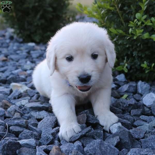 SPIKE, English Cream Golden Retriever Puppy