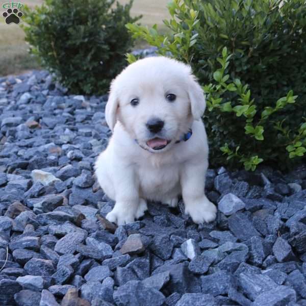 SPIKE, English Cream Golden Retriever Puppy