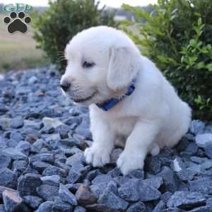 SPIKE, English Cream Golden Retriever Puppy