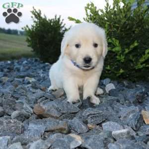 SPIKE, English Cream Golden Retriever Puppy