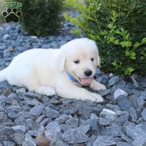 SPIKE, English Cream Golden Retriever Puppy