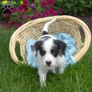 Spot, Miniature Schnauzer Mix Puppy
