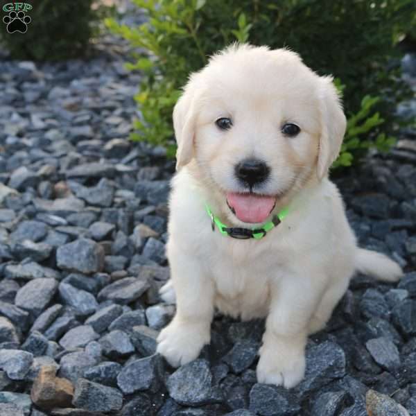 SUMMER, English Cream Golden Retriever Puppy