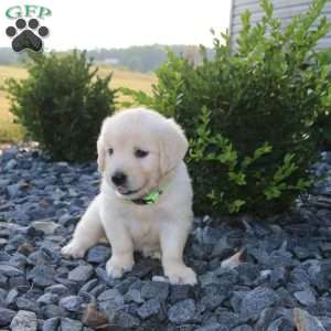 SUMMER, English Cream Golden Retriever Puppy