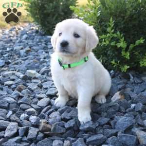 SUMMER, English Cream Golden Retriever Puppy
