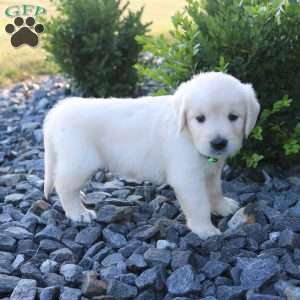 SUMMER, English Cream Golden Retriever Puppy