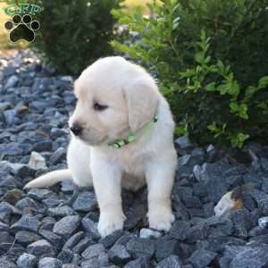 SUMMER, English Cream Golden Retriever Puppy