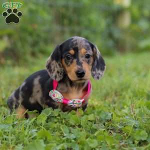 Sadie, Dachshund Puppy