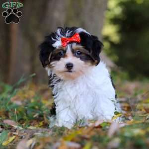 Sadie, Maltipoo Puppy