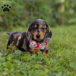 Sadie, Dachshund Puppy