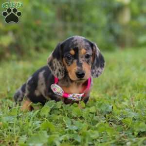 Sadie, Dachshund Puppy