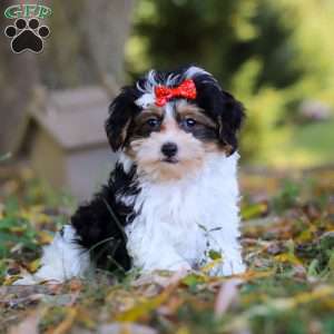 Sadie, Maltipoo Puppy