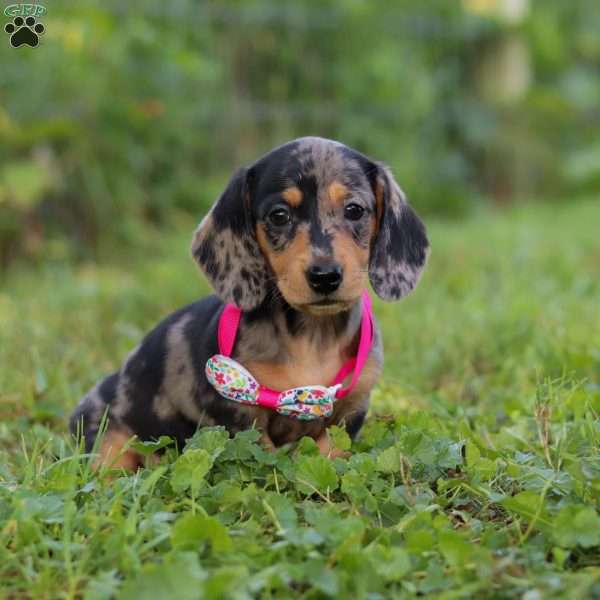 Sadie, Dachshund Puppy