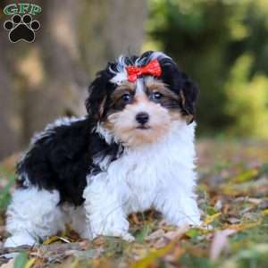 Sadie, Maltipoo Puppy