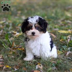 Sadie, Maltipoo Puppy