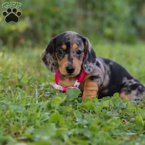 Sadie, Dachshund Puppy