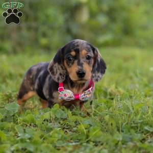 Sadie, Dachshund Puppy