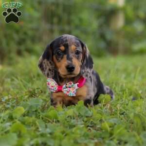 Sadie, Dachshund Puppy