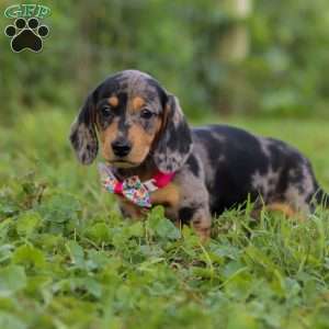 Sadie, Dachshund Puppy