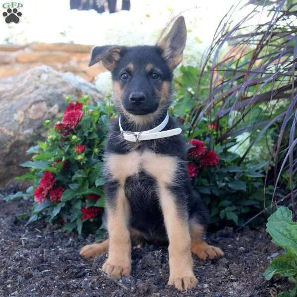 Sadie, German Shepherd Puppy