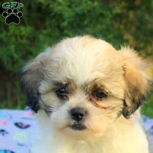Sadie, Teddy Bear Puppy
