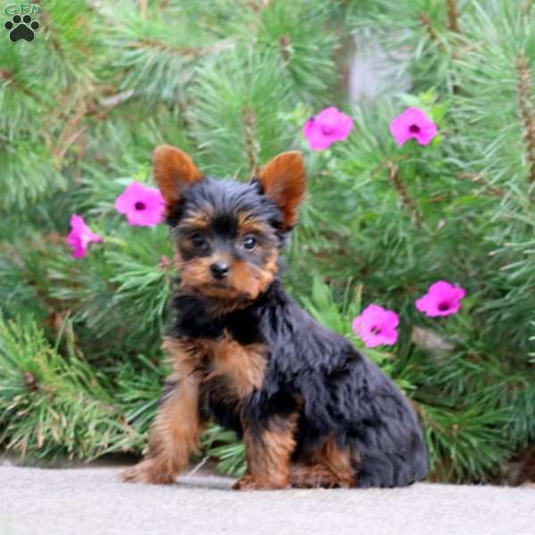 Sadie, Yorkie Puppy