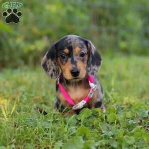 Sadie, Dachshund Puppy