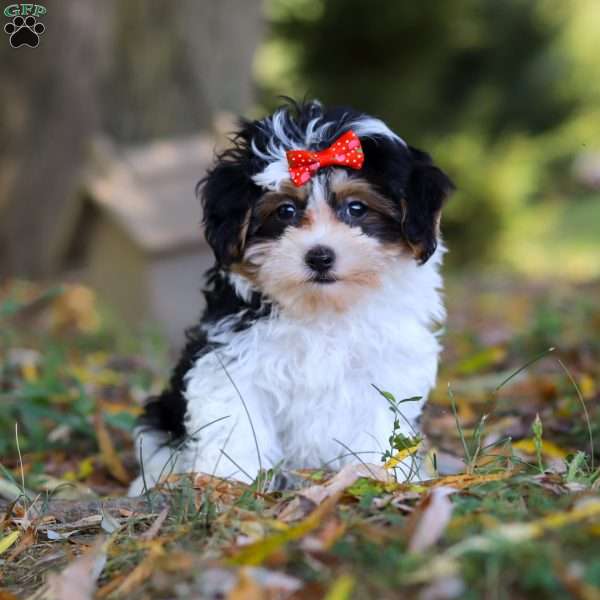 Sadie, Maltipoo Puppy
